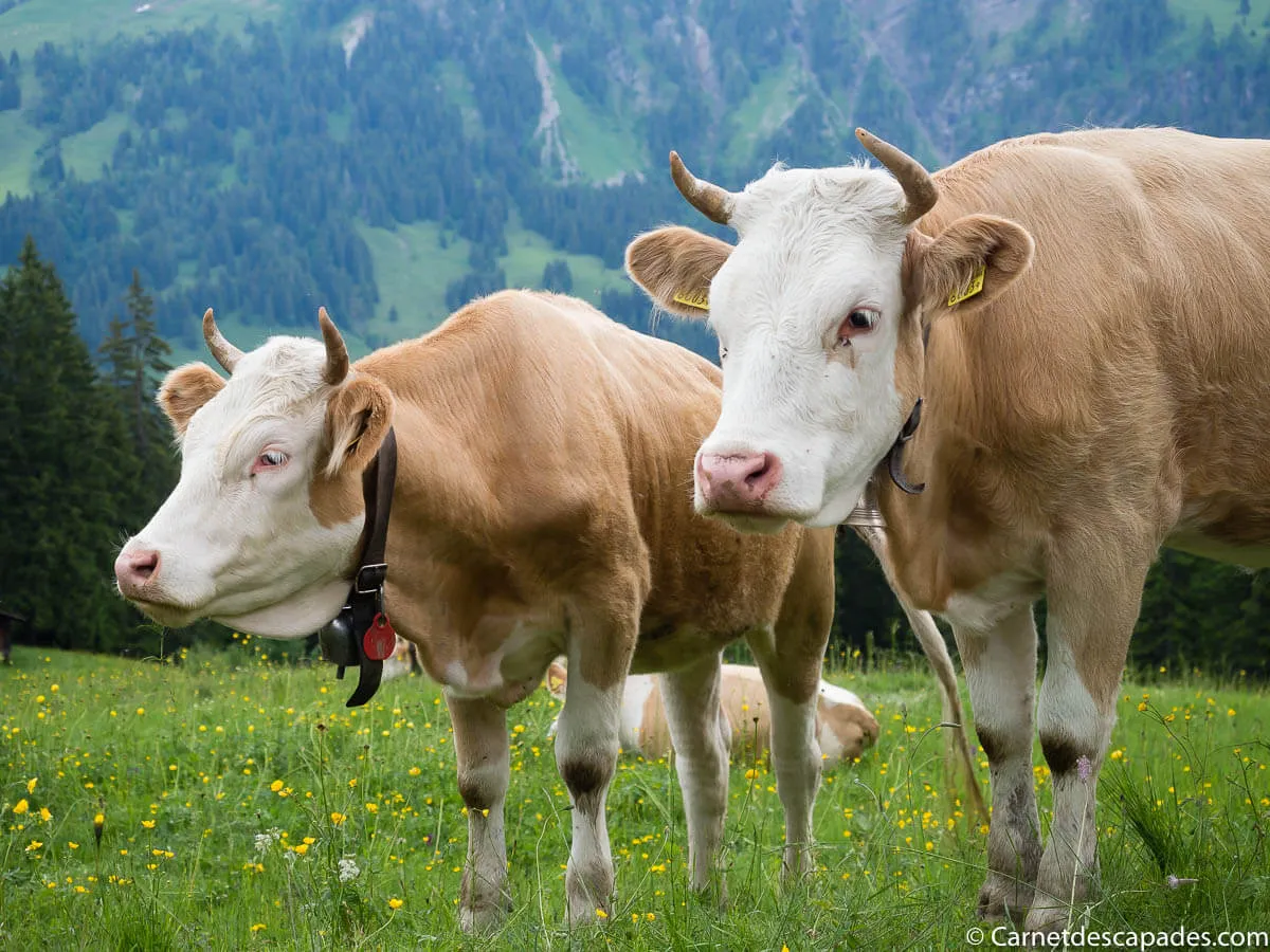 vaches-suisse