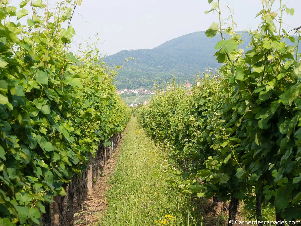 vignes-alsace