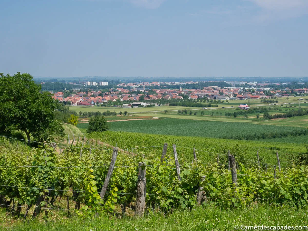 vue-vignoble-rosheim