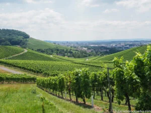 vignoble-heilbronn-wurtemberg