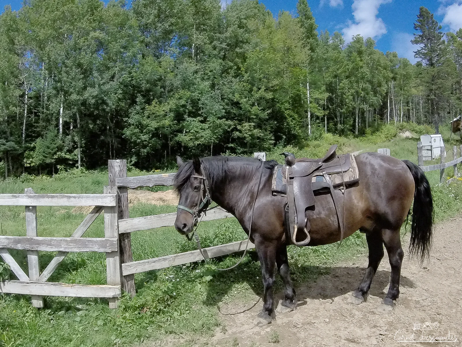 lancelot-cheval