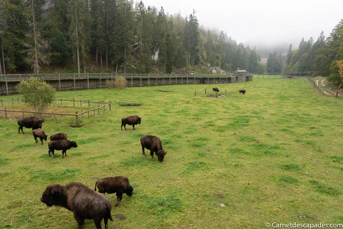 bisons juraparc