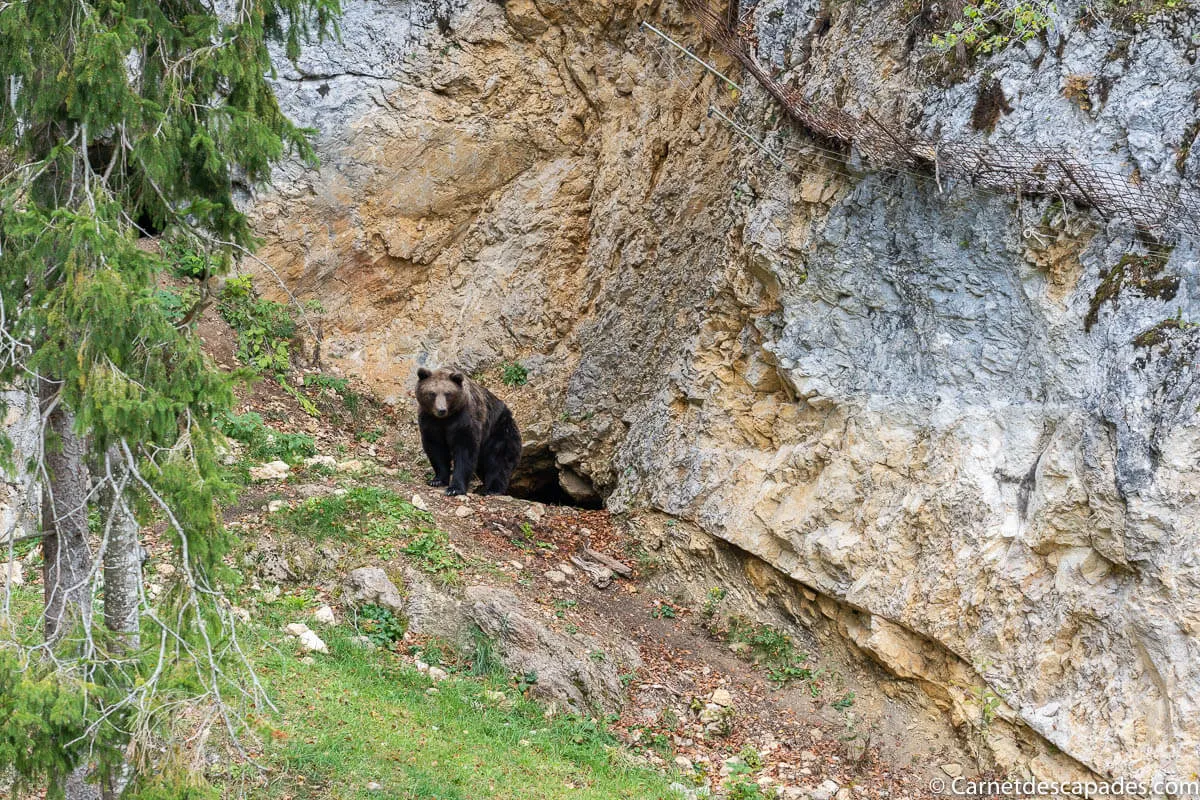 ours juraparc suisse