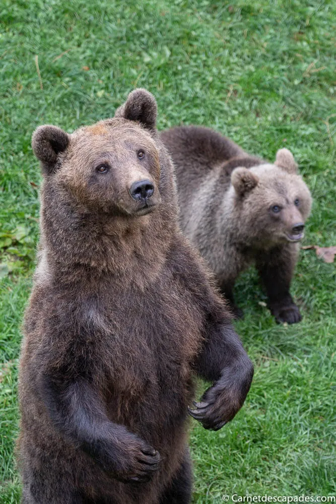 ours juraparc