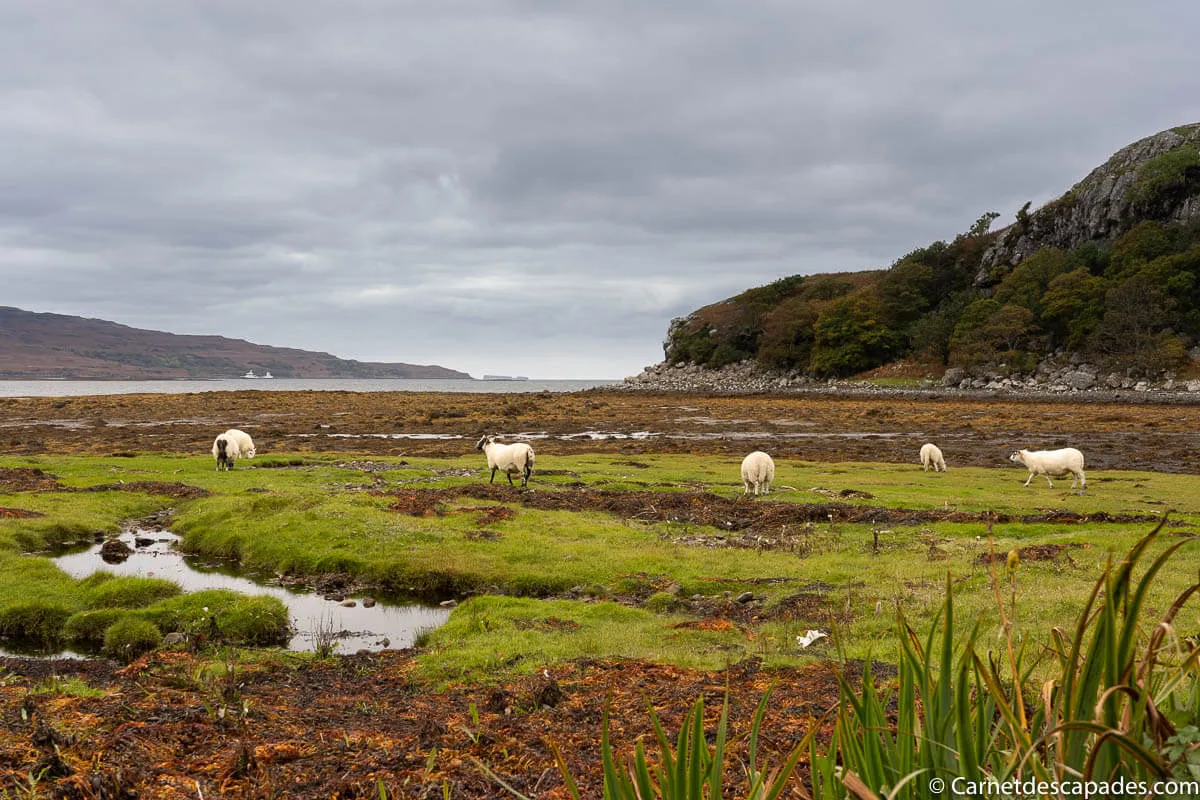 moutons ile mull