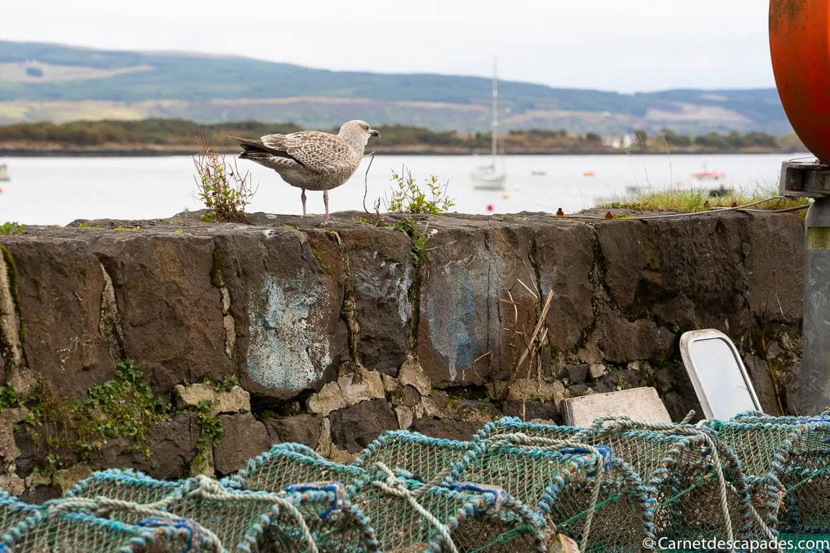oiseau tobermory