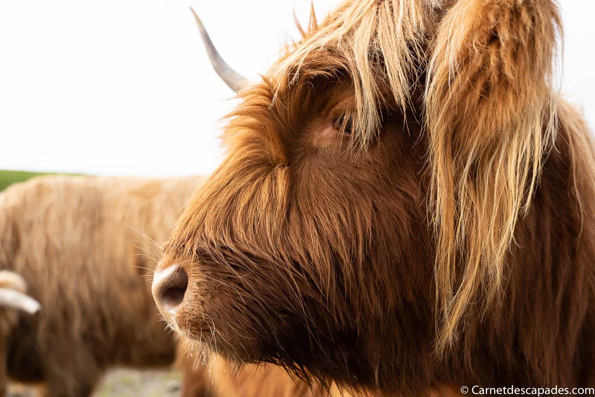 vache highland