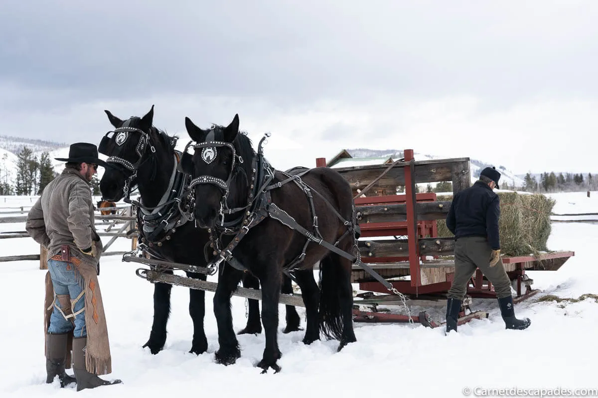 attelage-nourrissage-chevaux-ranch