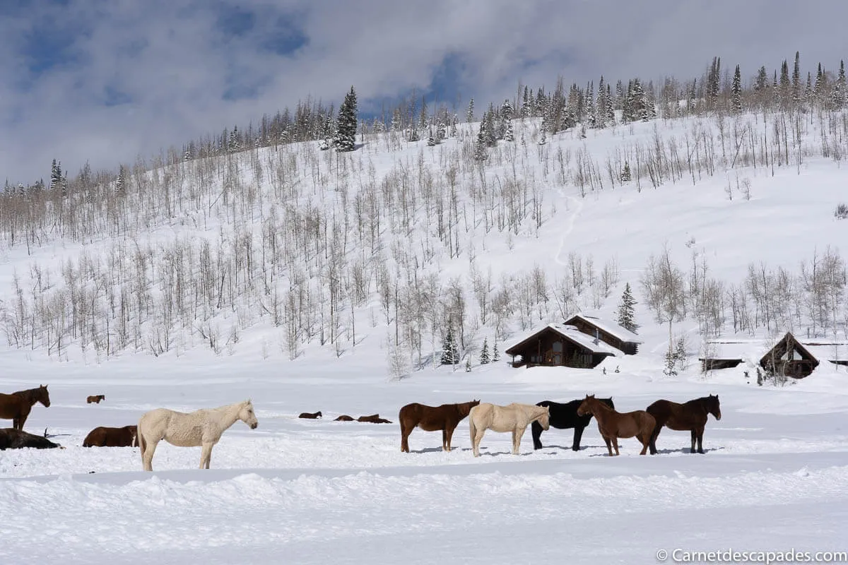 chevaux-vista-verde-ranch-colorado