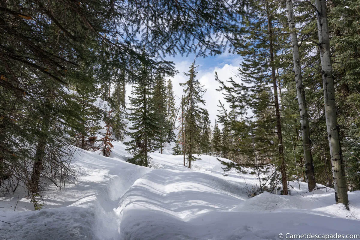 foret colorado hiver