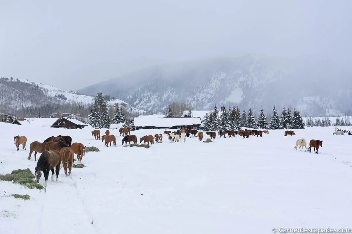 nourrissage-chevaux-ranch-colorado