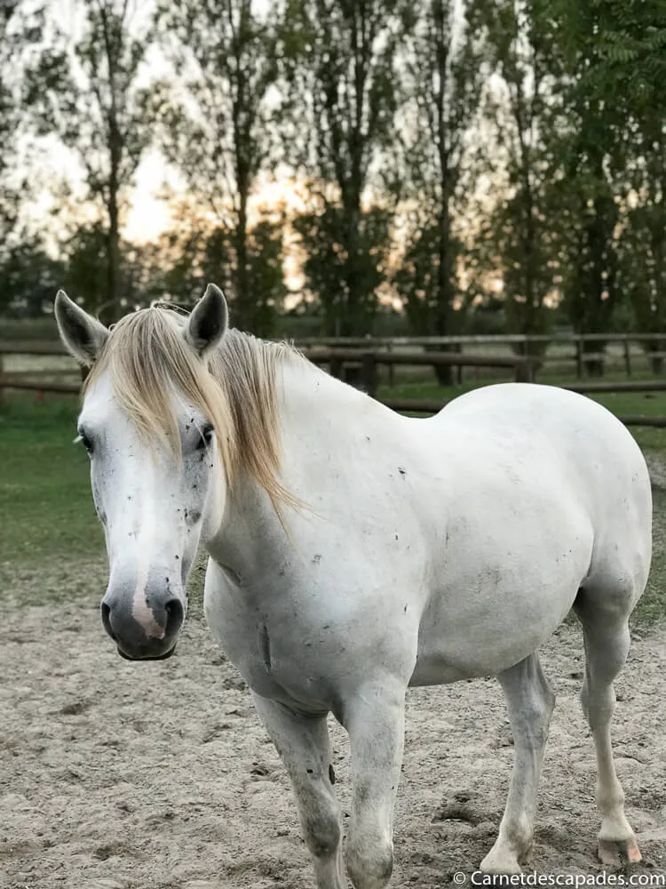 cheval spiaggia romea