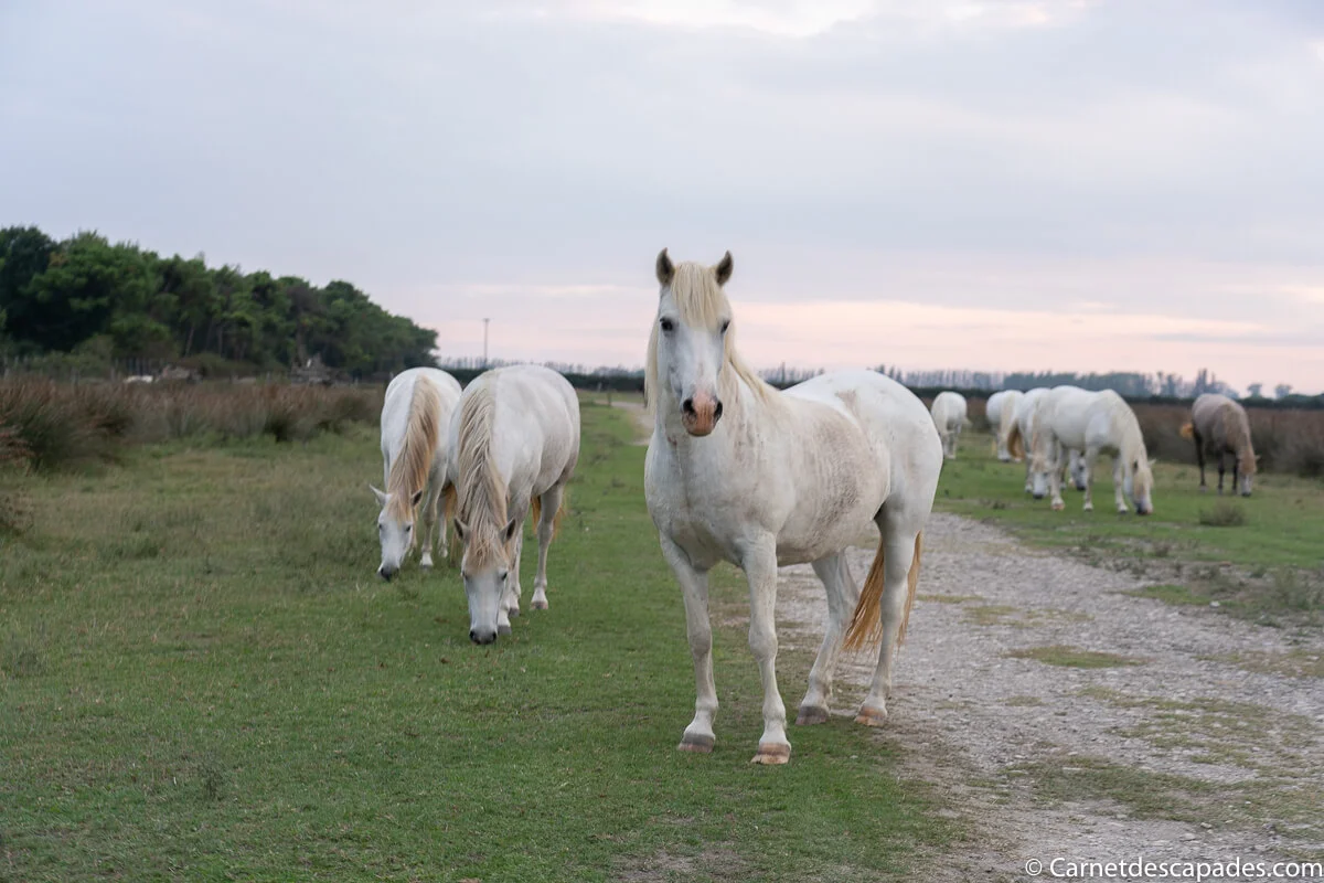 chevaux delta po