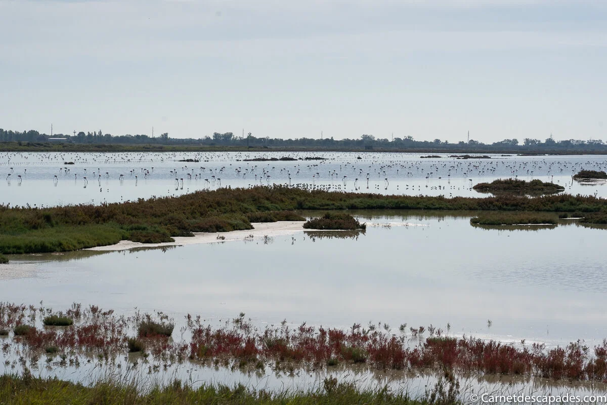 flamants-roses-delta-po