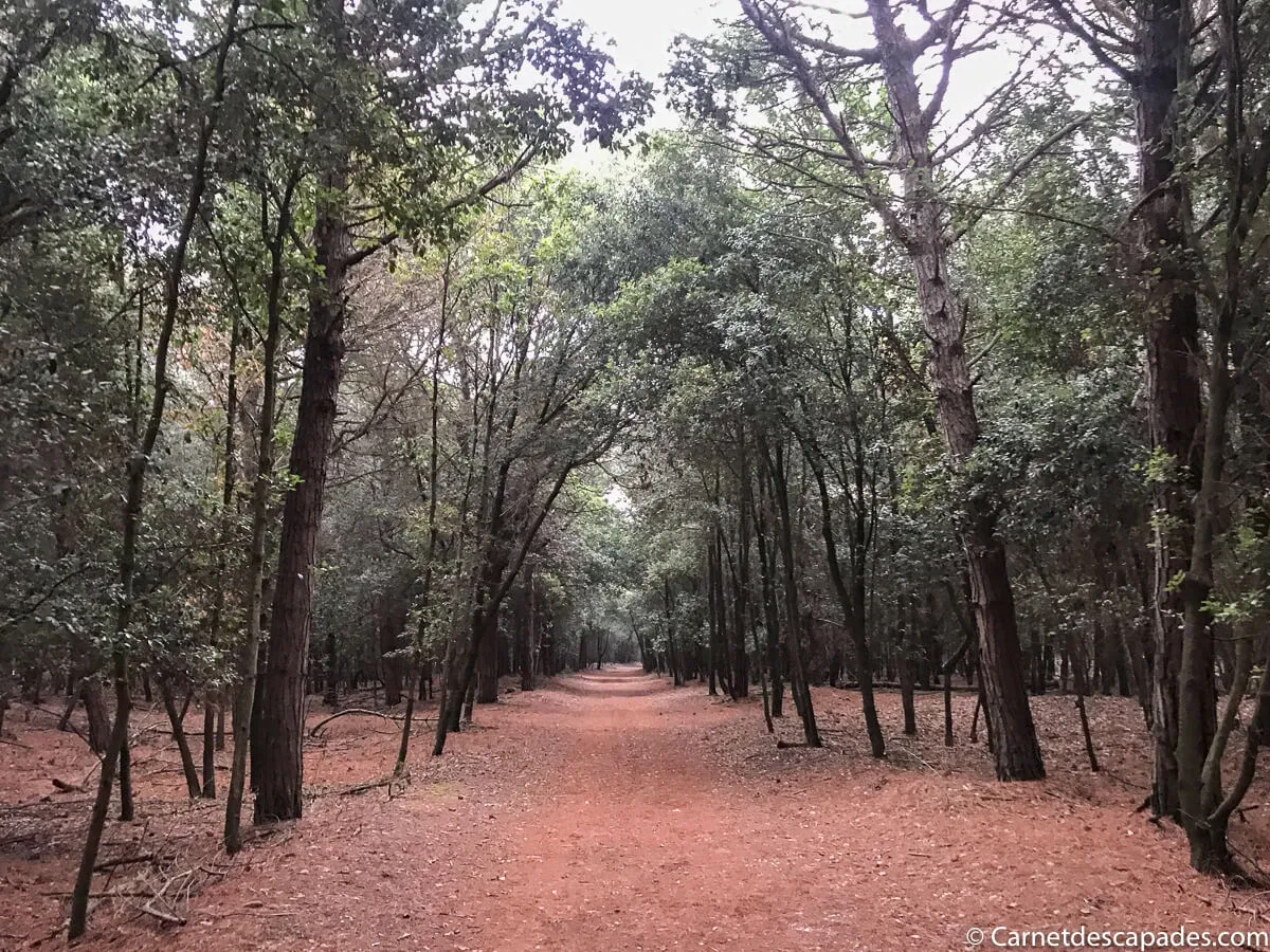 foret spiaggia romea
