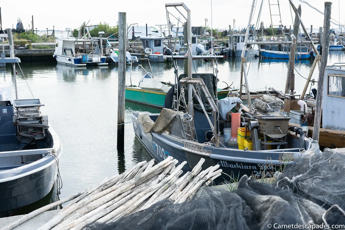 gorino port peche palourde