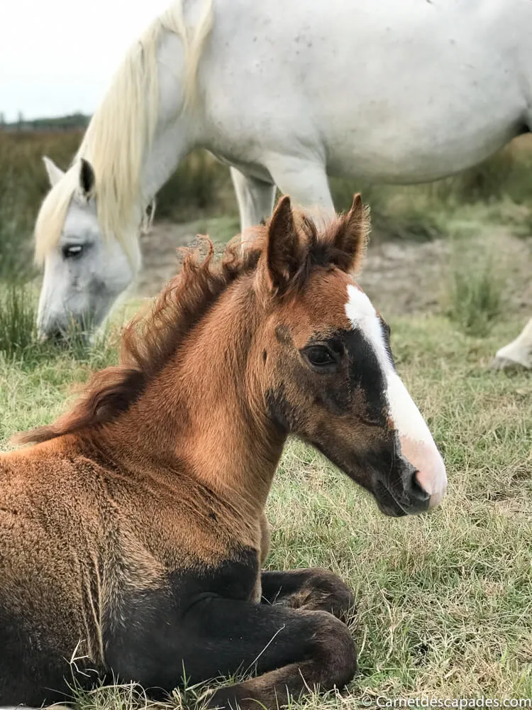 poulain camargue