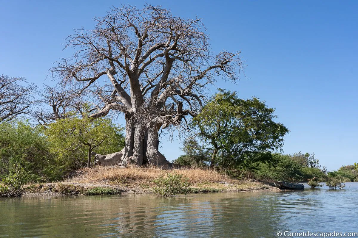 baobab-mangrove-senegal