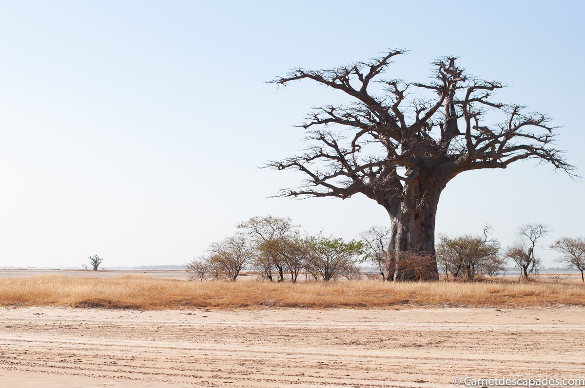 baobab-sine-saloum