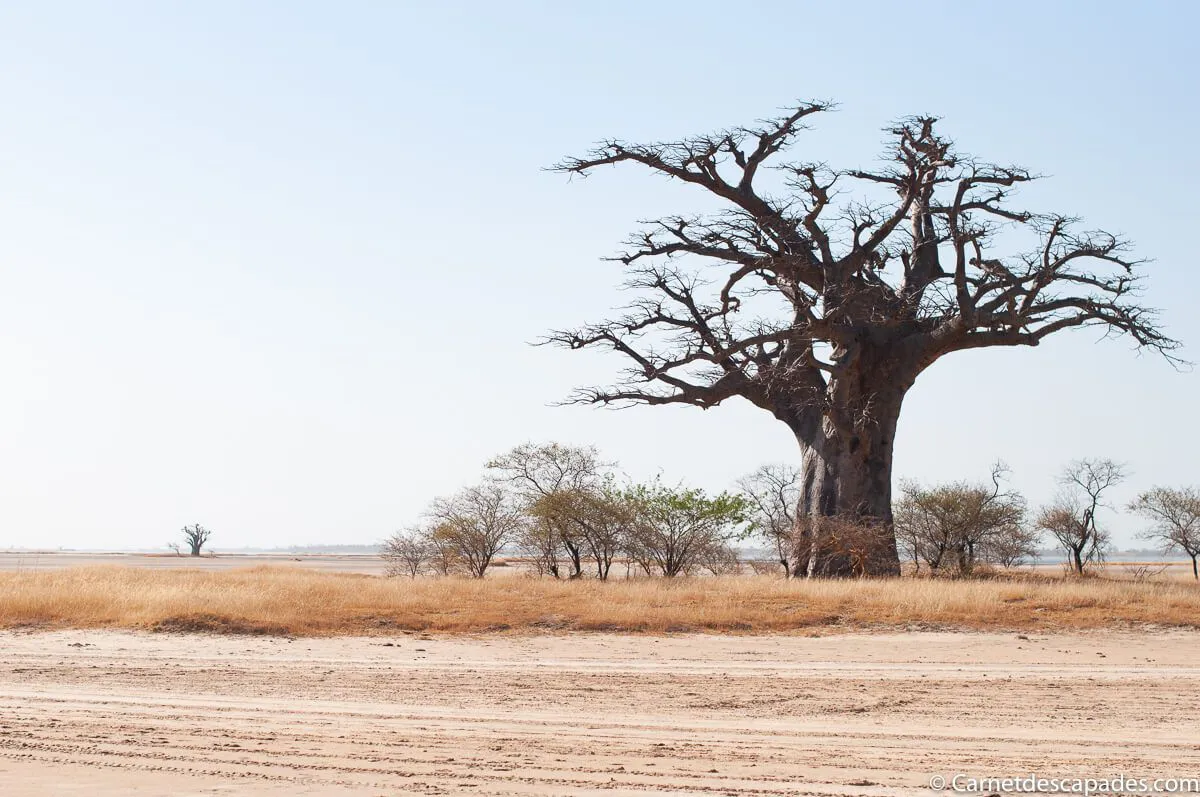baobab-sine-saloum