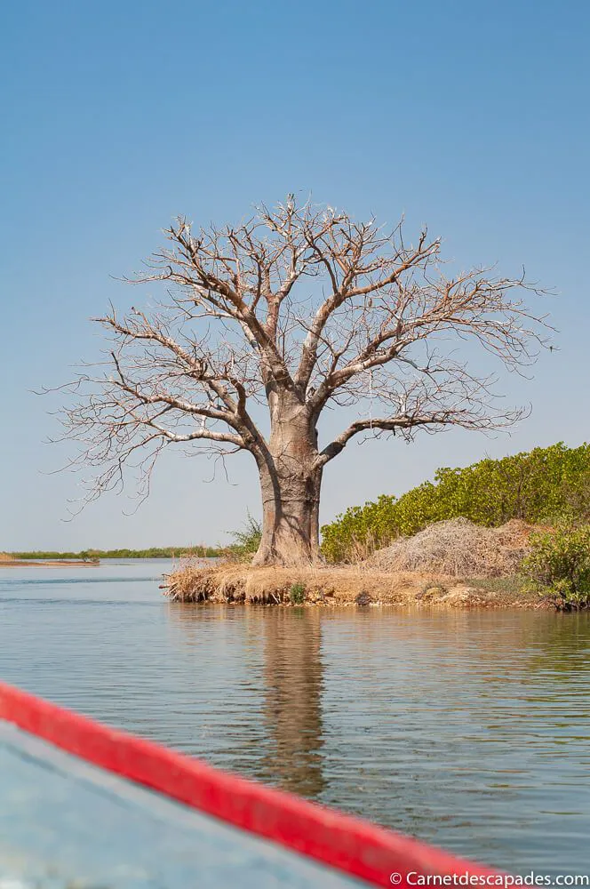 baobab-sine-saloum