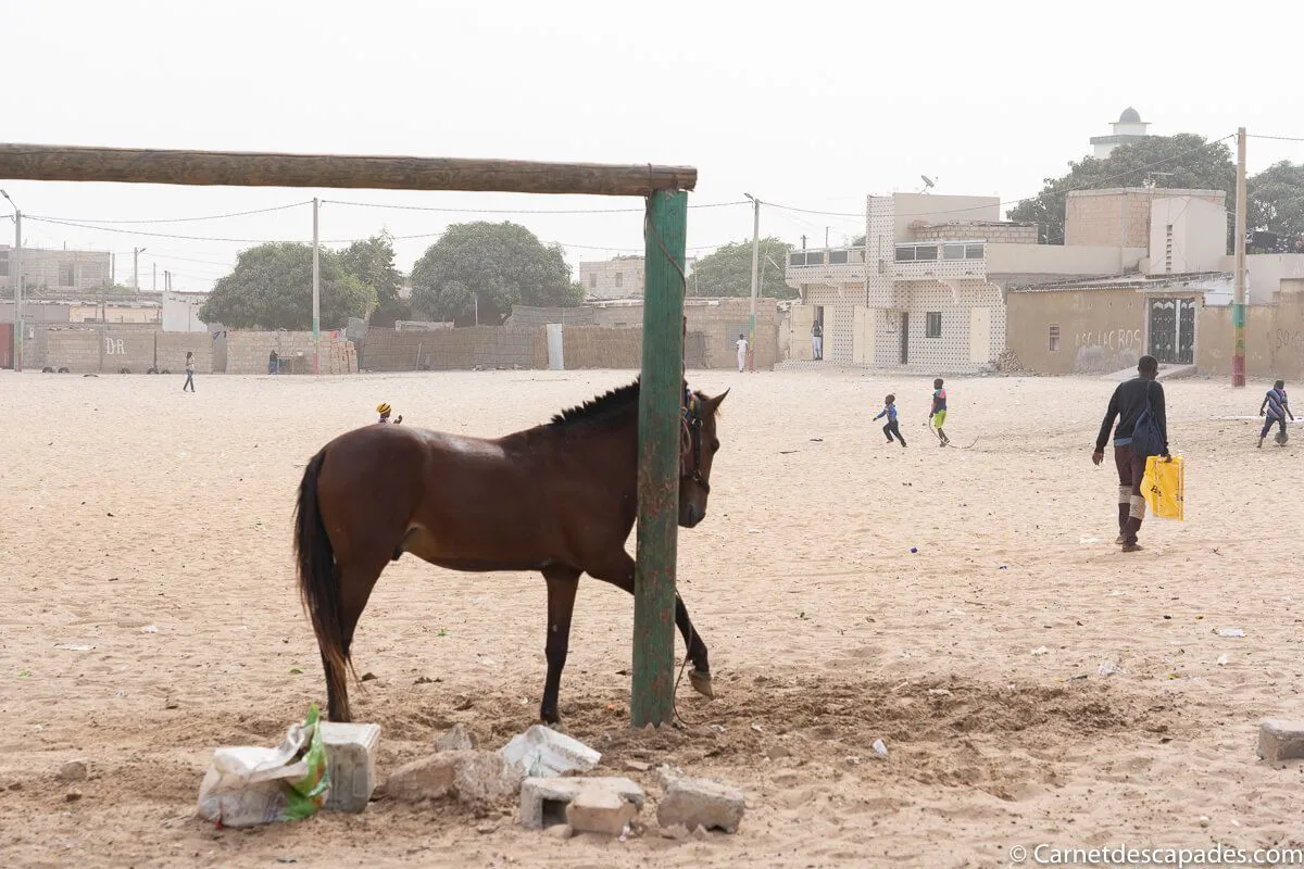 cheval foot niaga