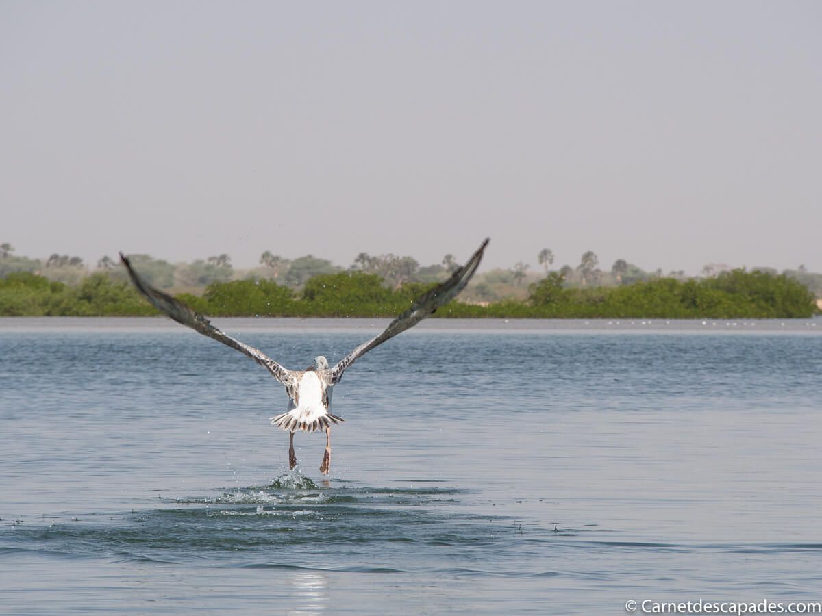 envol-pelican-sine-saloum
