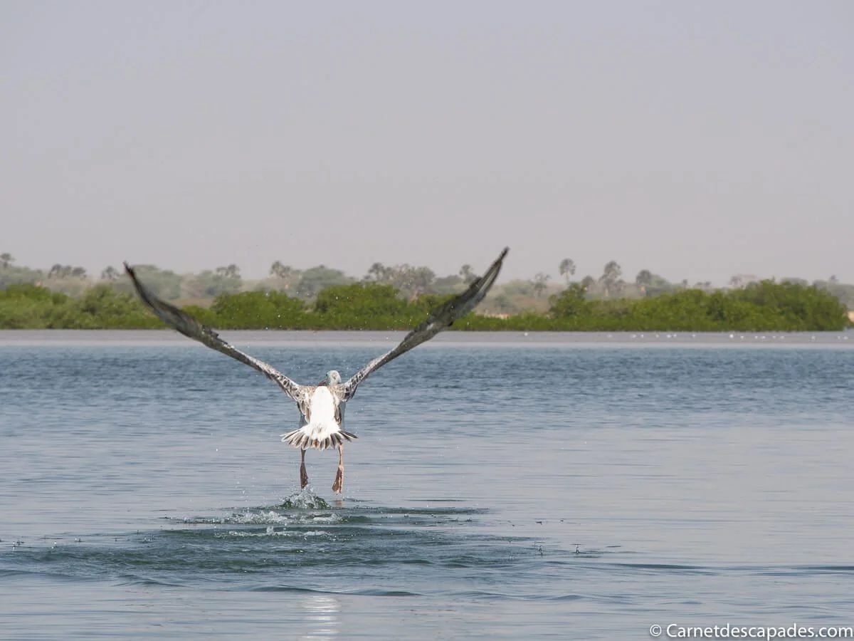 envol-pelican-sine-saloum