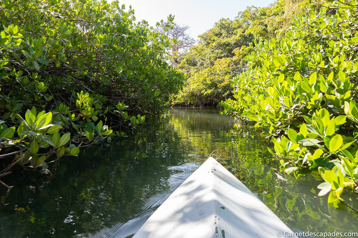 mangrove-kayak-sine-saloum