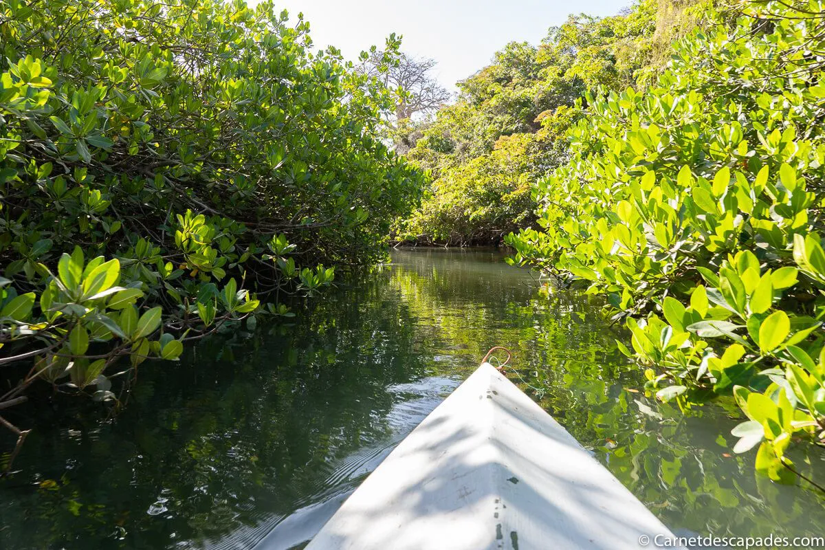 mangrove-kayak-sine-saloum