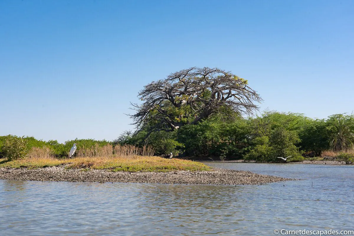 mangrove-palmarin
