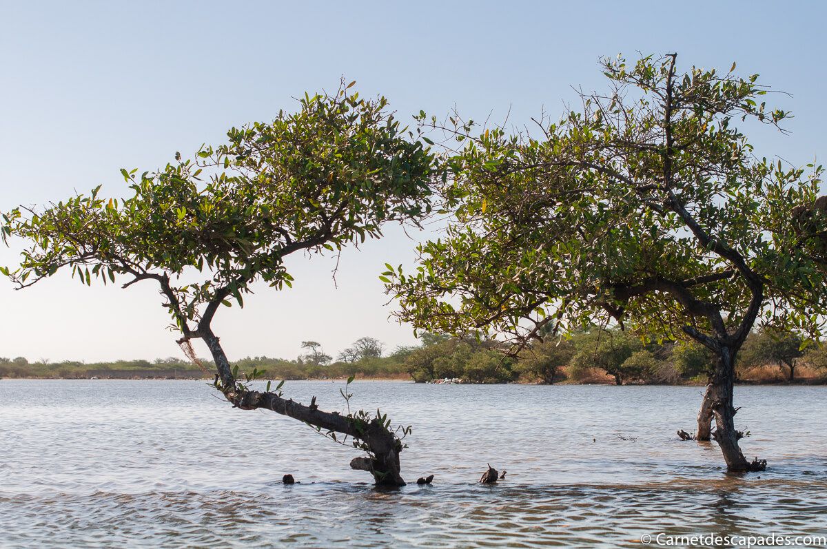 mangrove-sine-saloum