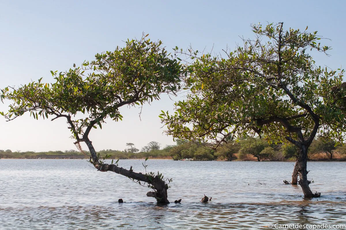 mangrove-sine-saloum