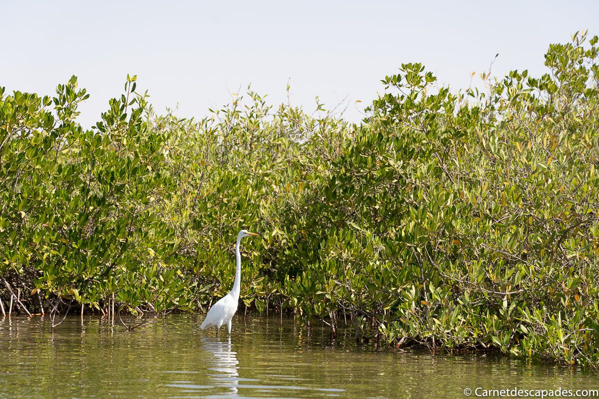 oiseau-sine-saloum