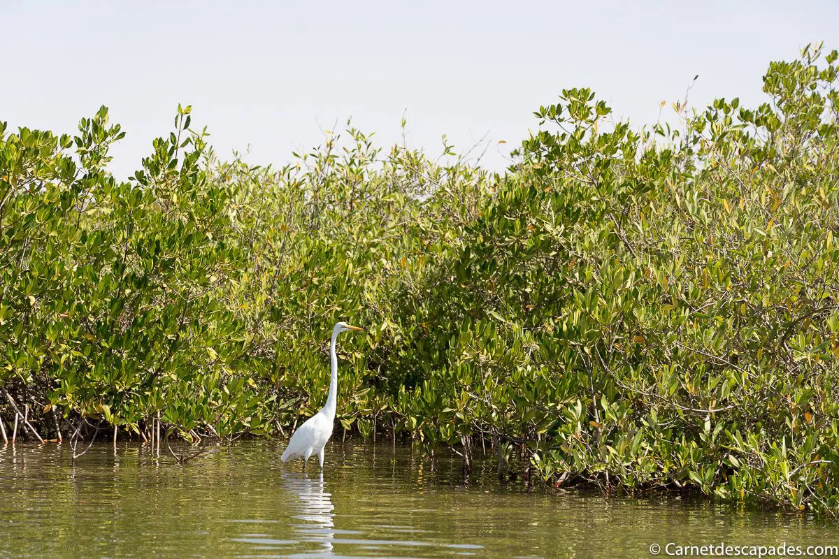 oiseau-sine-saloum