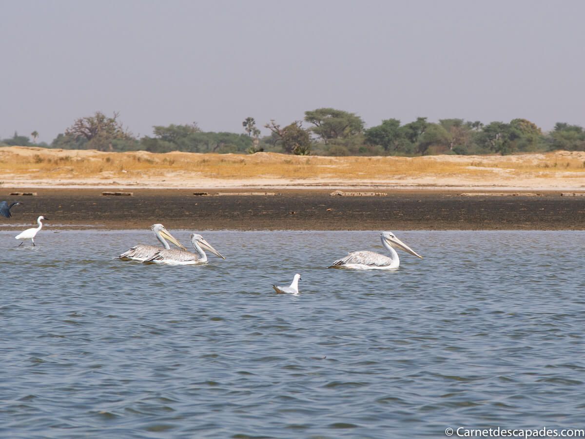 pelicans-sine-saloum