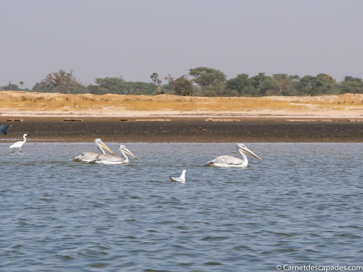 pelicans-sine-saloum