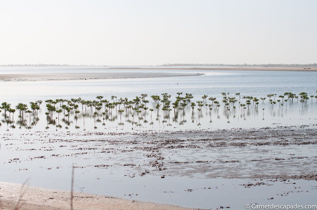 sine-saloum-eau