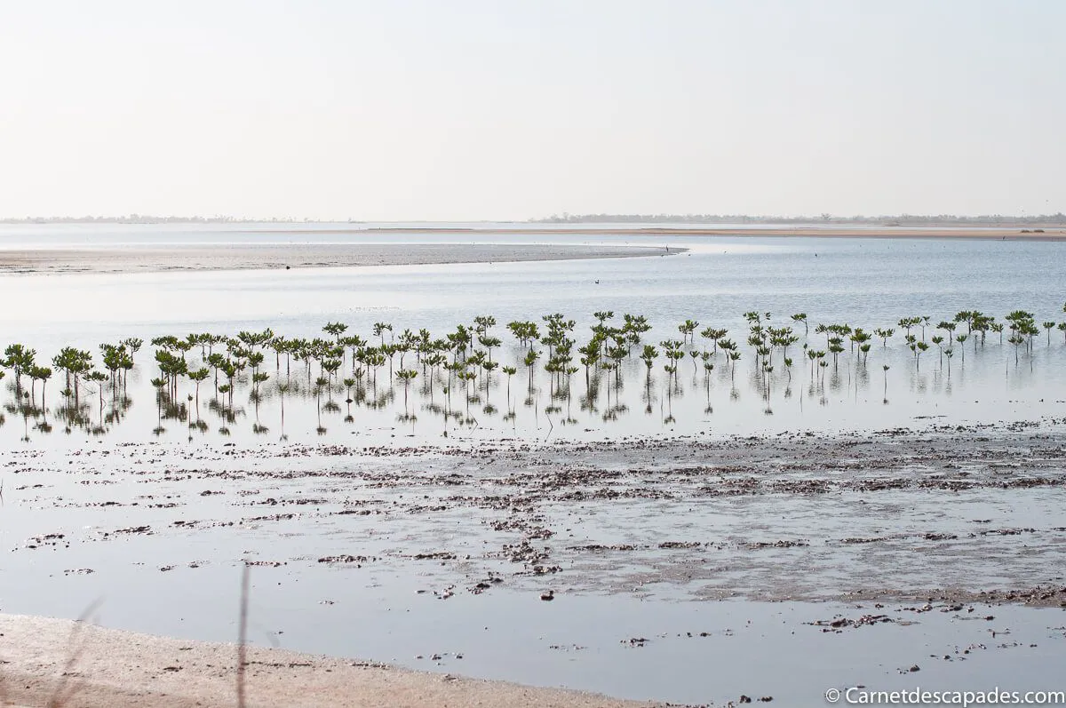 sine-saloum-eau