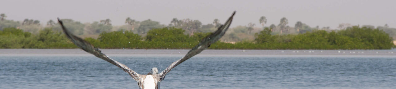 sine-saloum-senegal