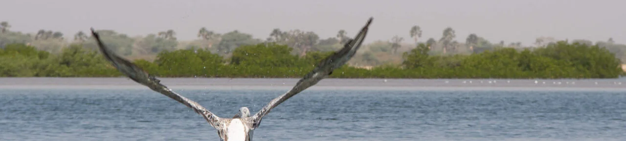 sine-saloum-senegal