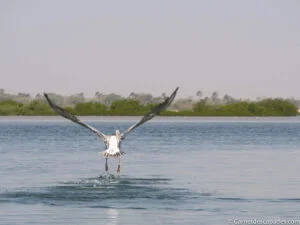 sine-saloum-senegal
