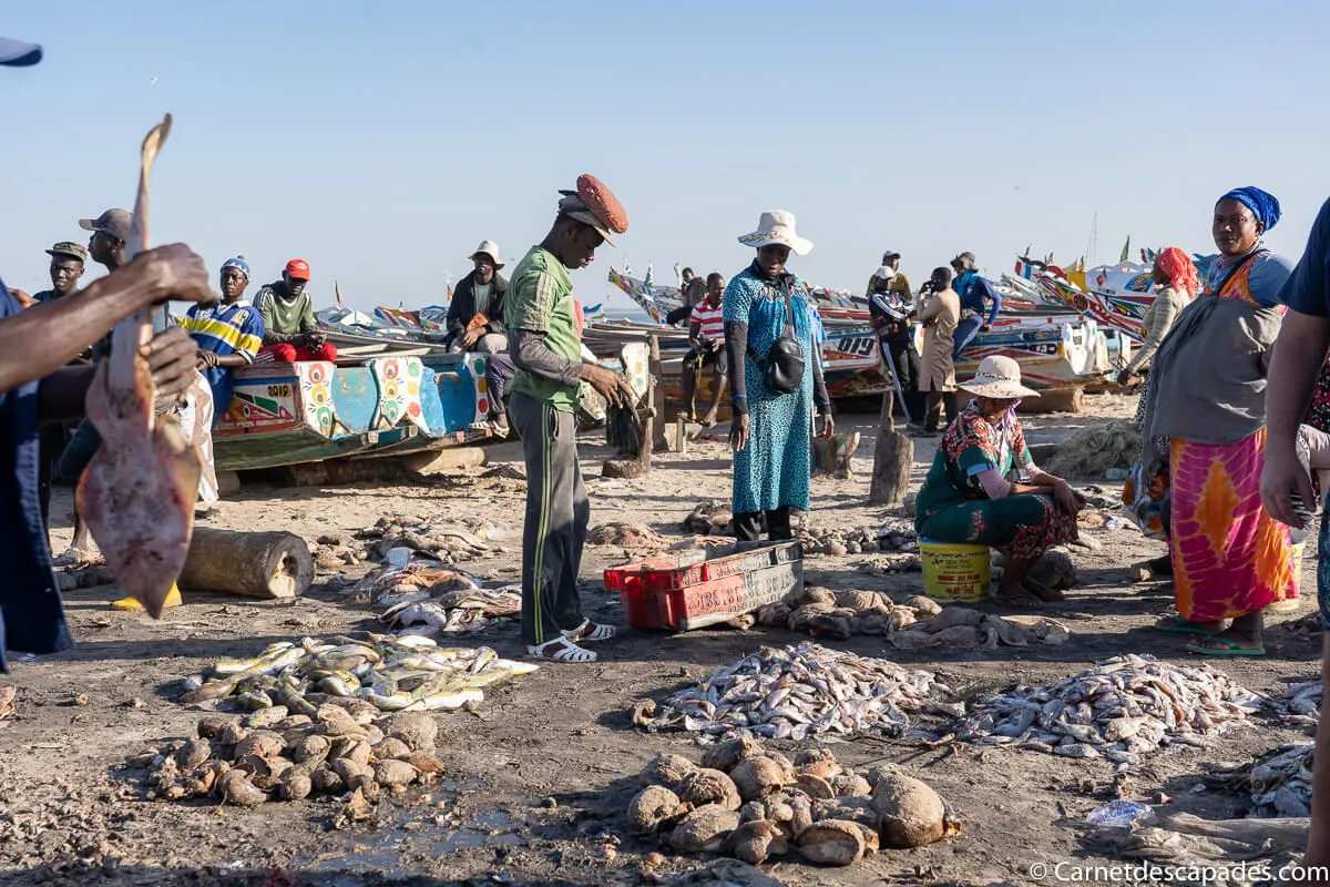 vente-poissons-djiffer