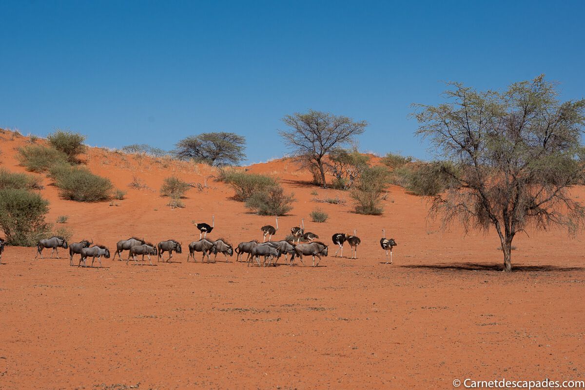 desert-kalahari-namibie