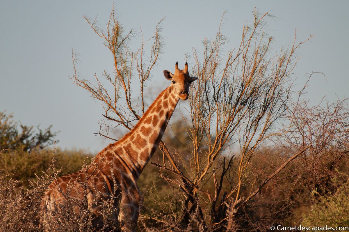girafe kalahari 1