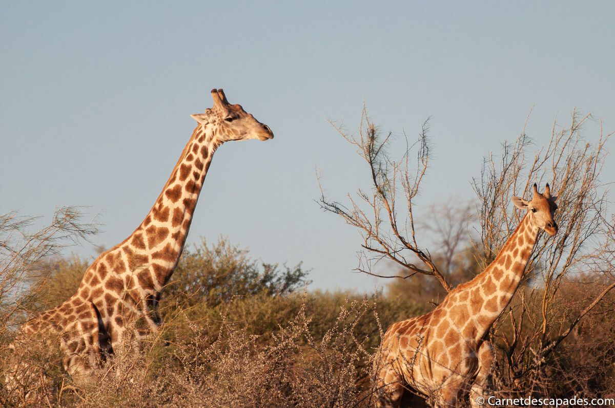 girafes-kalahari