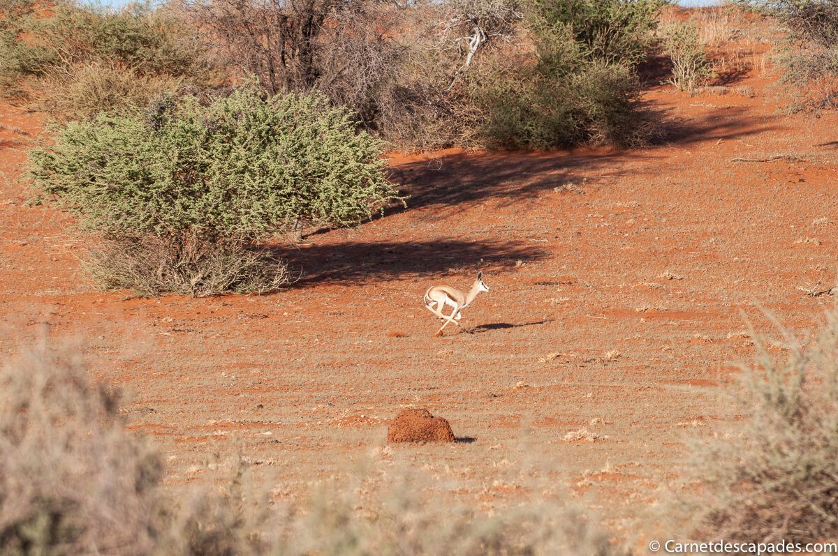 kalahari springbok