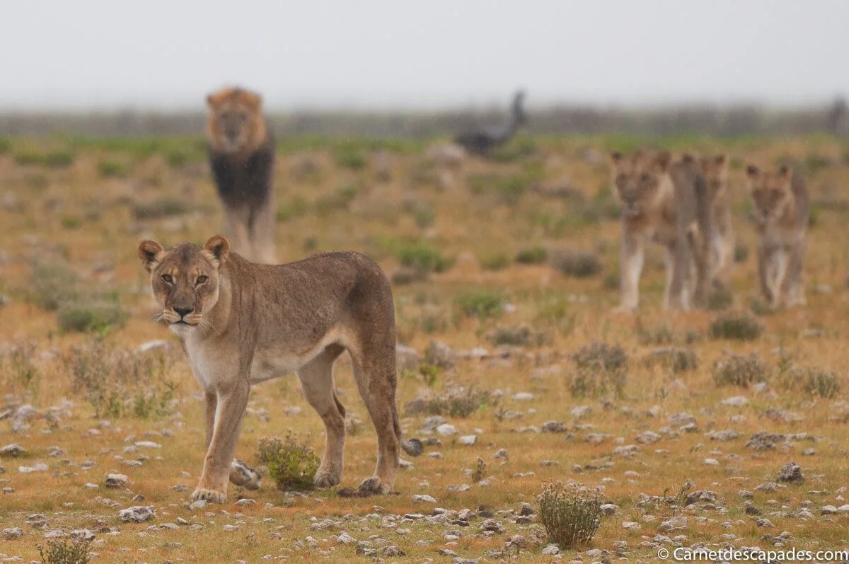 lionnes-lion-etosha