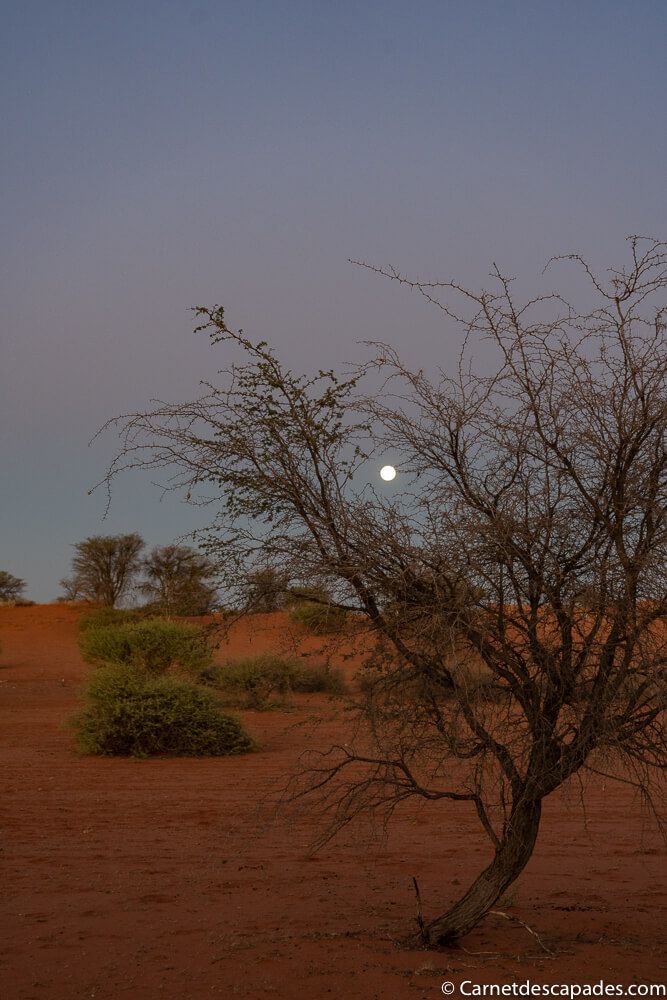 lune kalahari