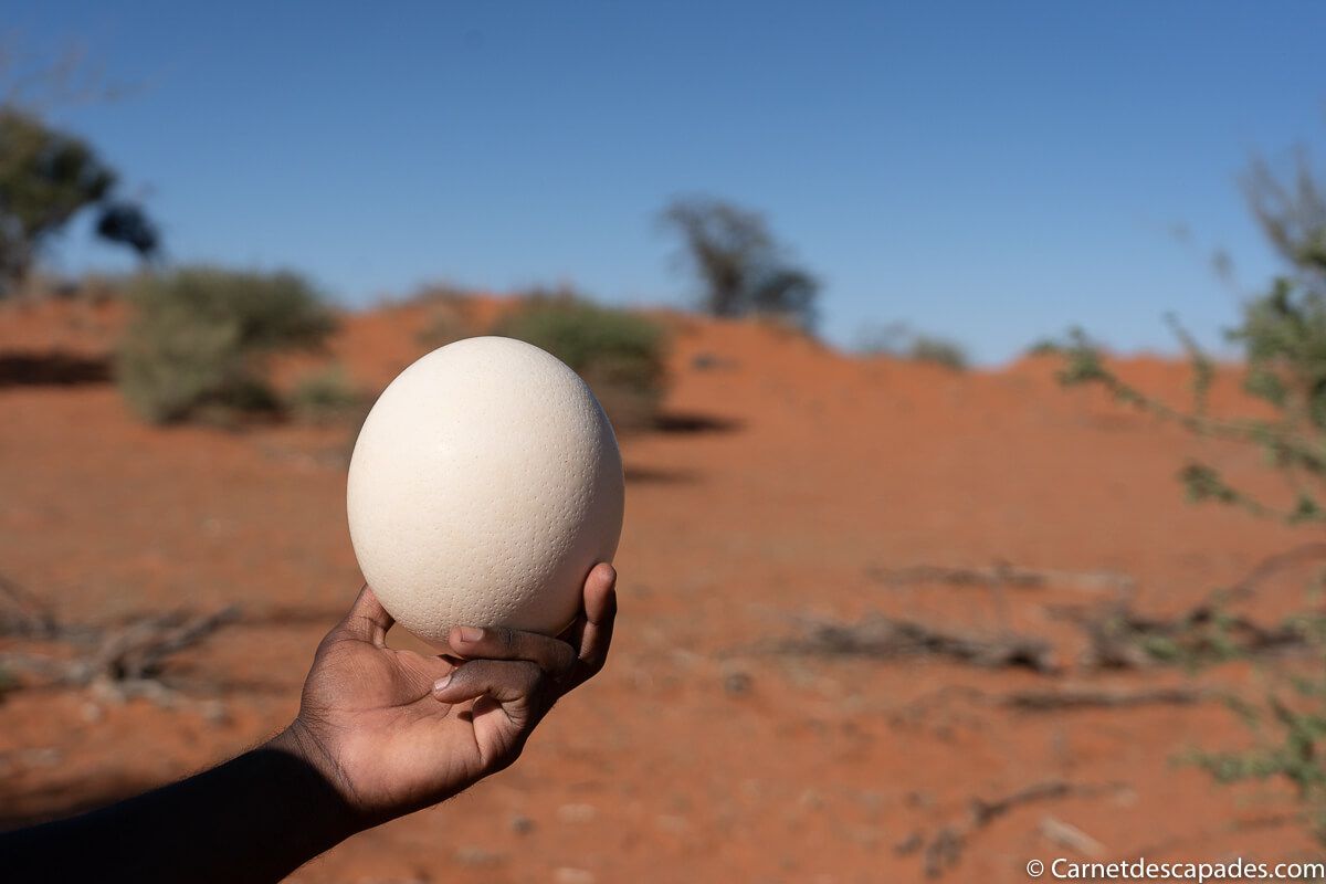oeuf-autruche-kalahari